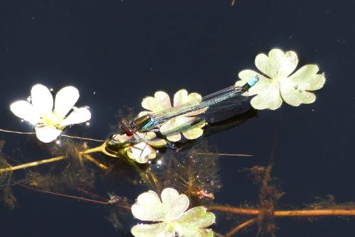 Erythromma najas